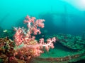 Soft coral on a shipwreck