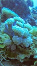 Soft coral of slightly blue color. Sea anemone. Dense overgrown coral bedrock. Colorful underwater life.