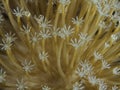 Soft Coral texture Royalty Free Stock Photo