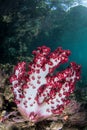 Soft Coral in Tropical Pacific