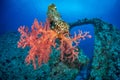 Soft coral wreck scene