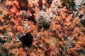 Soft corals Royalty Free Stock Photo