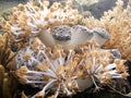 Soft Corals Royalty Free Stock Photo
