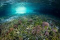 Soft Corals and Algae in Mangrove Channel