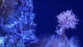 Soft corals in aquarium. Closeup Anthelia and Euphyllia corals in clean blue water. marine underwater life. Violet natural Royalty Free Stock Photo