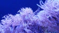 Soft corals in aquarium. Closeup Anthelia and Euphyllia corals in clean blue water. marine underwater life. Violet natural Royalty Free Stock Photo