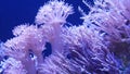 Soft corals in aquarium. Closeup Anthelia and Euphyllia corals in clean blue water. marine underwater life. Violet natural Royalty Free Stock Photo