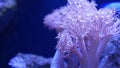 Soft corals in aquarium. Closeup Anthelia and Euphyllia corals in clean blue water. marine underwater life. Violet natural Royalty Free Stock Photo