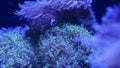 Soft corals in aquarium. Closeup Anthelia and Euphyllia corals in clean blue water. marine underwater life. Violet natural Royalty Free Stock Photo