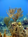 Soft corals and aquatic plants