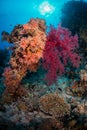 Scuba diving and exploring the coral reefs in the southern Red Sea of Egypt