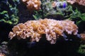 soft corals Royalty Free Stock Photo