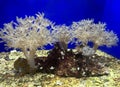 Soft corals (lat.- Alcyonacea Royalty Free Stock Photo