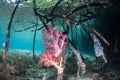 Soft Corals on Mangrove Roots