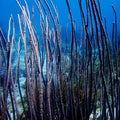 Soft corals near wreck Hilma Bonaire