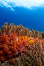 Soft corals Philippines