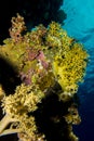 Soft corals in the red sea Royalty Free Stock Photo