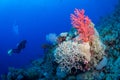 Scuba diving and exploring the coral reefs in the southern Red Sea of Egypt Royalty Free Stock Photo