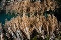 Soft Corals on Shallow Indonesian Reef Royalty Free Stock Photo