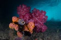 Soft Corals on Shallow Pacific Reef Royalty Free Stock Photo