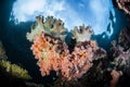 Soft Corals on Shallow Raja Ampat Reef Royalty Free Stock Photo