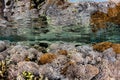 Soft Corals in Shallows of Komodo National Park Royalty Free Stock Photo