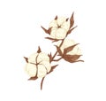 Soft cotton flower branch. Realistic botanical drawing of beautiful coton plant with fluffy bolls and dry leaves