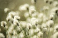 Soft Cotton grass