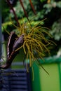 palm fronds protruded from its blooming petals