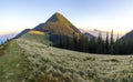 Soft creamy sunset in Carpathian mountains. Grass covered meadow, pine trees and distant mountain peaks