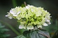 Soft creamy white blossom on green muted background.