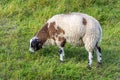 Soft and cuddly sheep grazing in the grass Royalty Free Stock Photo