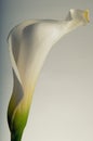 Soft curves of a Calla Lilly