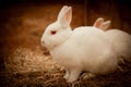 Soft cute curious portrait white rabbit.