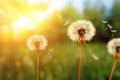 soft dandelion flower AI generated