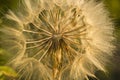 Soft dandelion flower closeup, abstract spring nature background