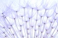 Soft dandelion seeds