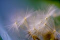 Soft dandelion seeds against blurry background