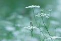 Soft delicate floral background, white flower on the green meadow background