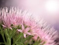Soft delicate pink flower background