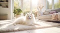 soft dog rug