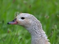 Beautiful Goose Portrait Bi-Coloured Beak Royalty Free Stock Photo