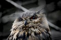 Soft-drawn portrait of an owl in front of dark background