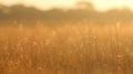 Soft and dreamlike a blurred panorama of rolling savannah grasslands highlights the fragility of endangered animal