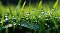 Soft and dreamy blurred defocused natural green grass background with water drops bokeh Royalty Free Stock Photo