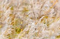 Soft, dreamy grass in autumn