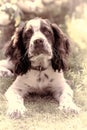 Soft dreamy image of a cute spaniel dog puppy looking up