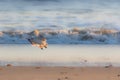 Soft dreamy nature image of a seagull in winter plumage.