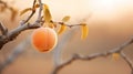 Soft And Dreamy Pastel Photo Of An Old Fashioned Apricot On Branch