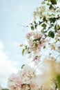 Soft and elegant blooming tree branch